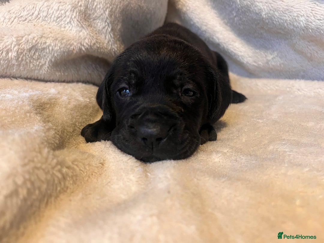 Cane Corso dogs for sale: Stunning Full Pedigree Cane Corso Puppies 🏆  - Advert 15