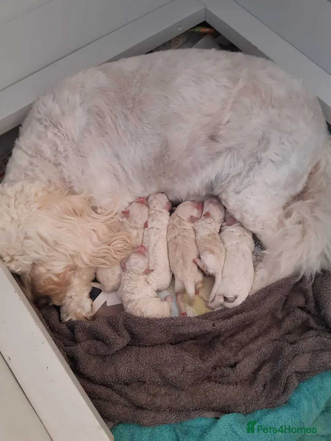 Miniature Poodle dogs for stud: Archie well Proven stud miniature poodle  in Chard - Advert 23