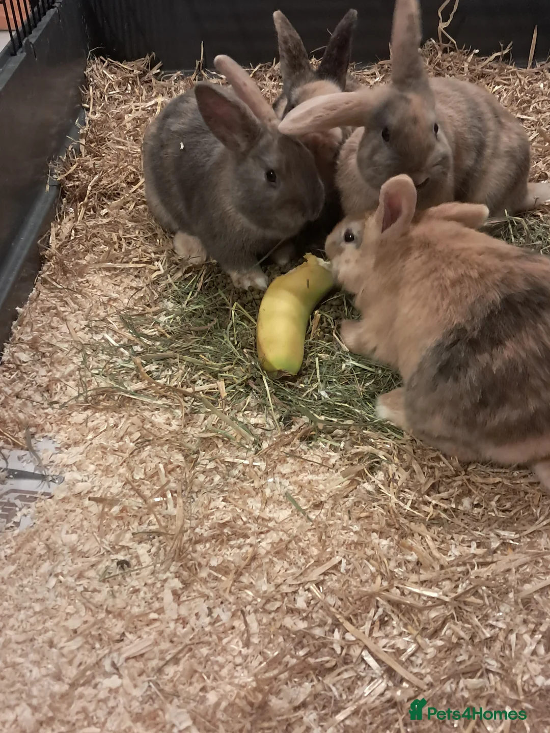 Mixed Breed rabbits for sale: Gorgeous lop x bunnies available  - Advert 5
