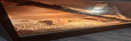 Corn Snake reptiles for sale: Corn snake  in Norwich - Advert 4