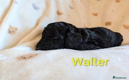 Standard Poodle dogs for sale: Standard poodles - Image 36