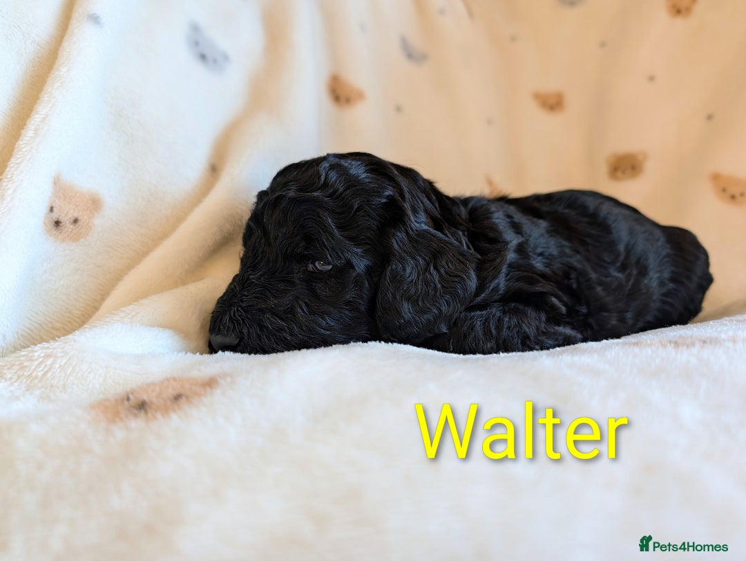 Standard Poodle dogs for sale: Standard poodles - Image 36