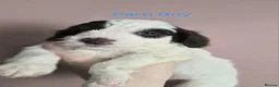 Cockapoo dogs for sale: ✨️ F1 COCKAPOO PUPPIES ✨️ - Advert 4