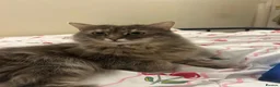 Mixed Breed cats for sale: Beautiful girl for new home  in Lincoln - Advert 2