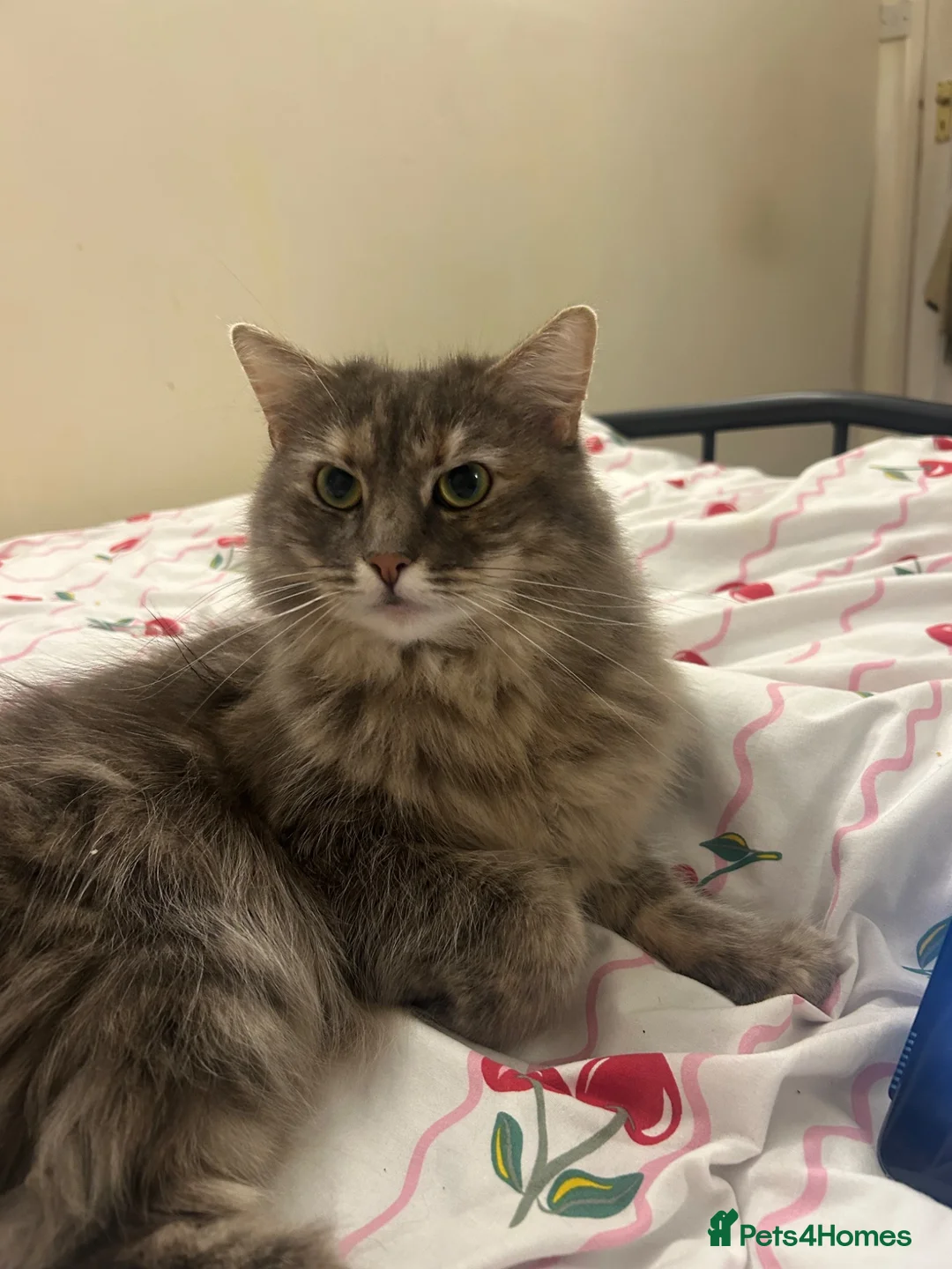 Mixed Breed cats for sale: Beautiful girl for new home  in Lincoln - Advert 2