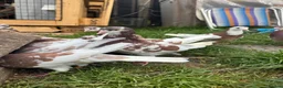 Pigeons birds for sale: Tumbler Pigeons for sale in hull - Advert 2