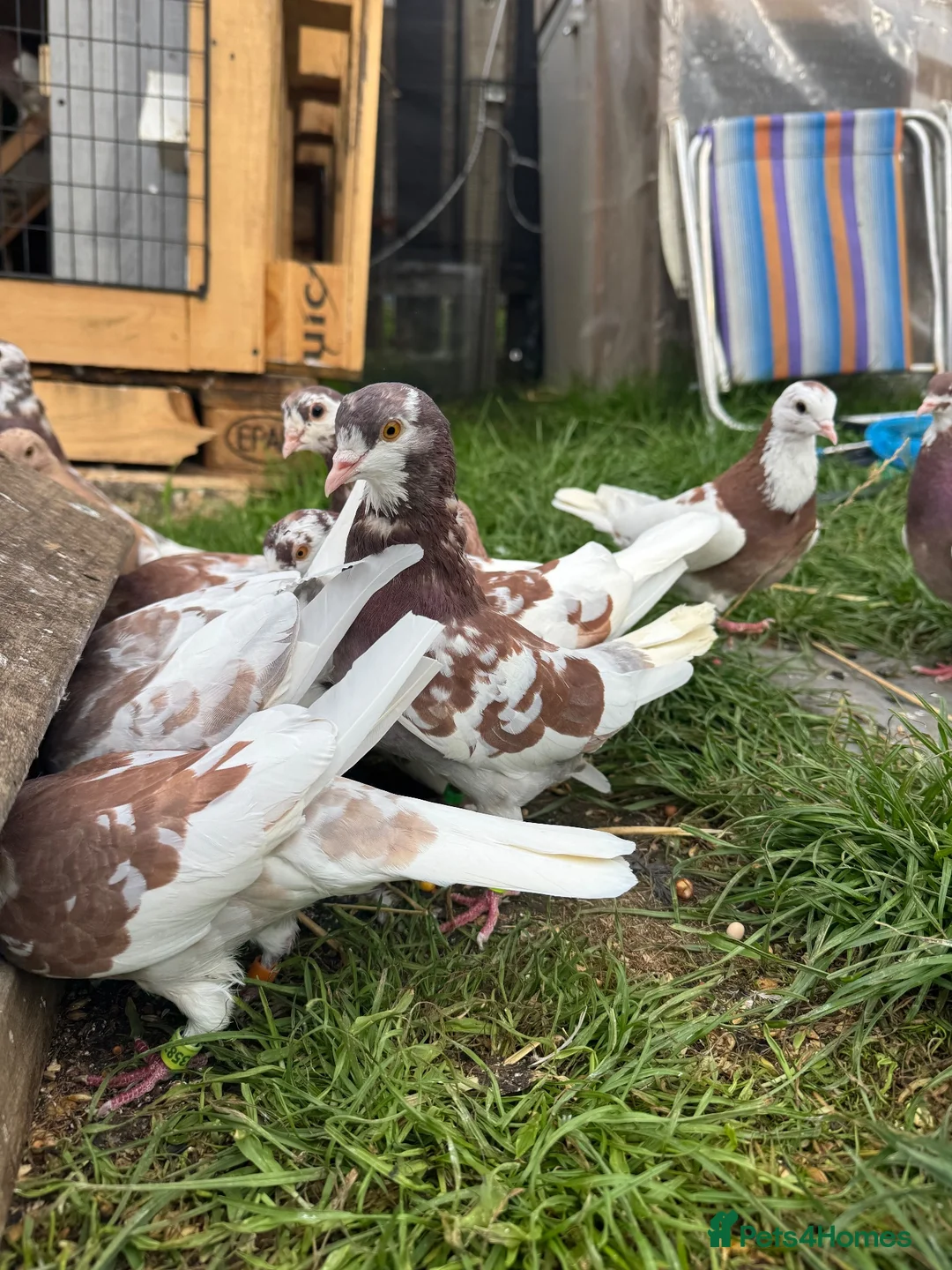 Pigeons birds for sale: Tumbler Pigeons for sale in hull - Advert 2