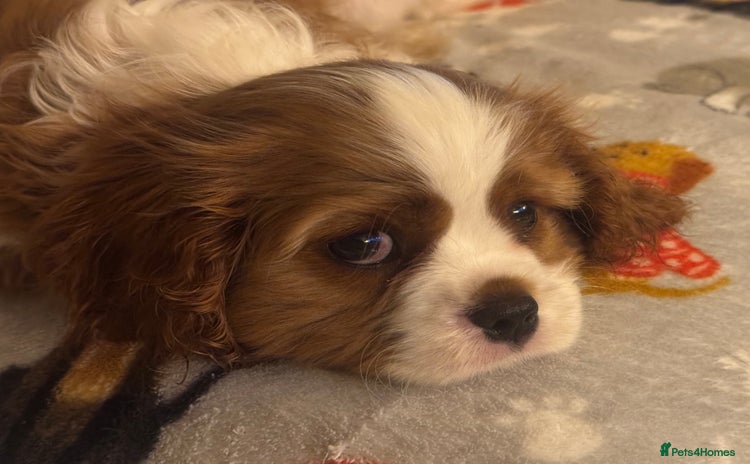 Cavalier King Charles Spaniel dogs - Advert 16