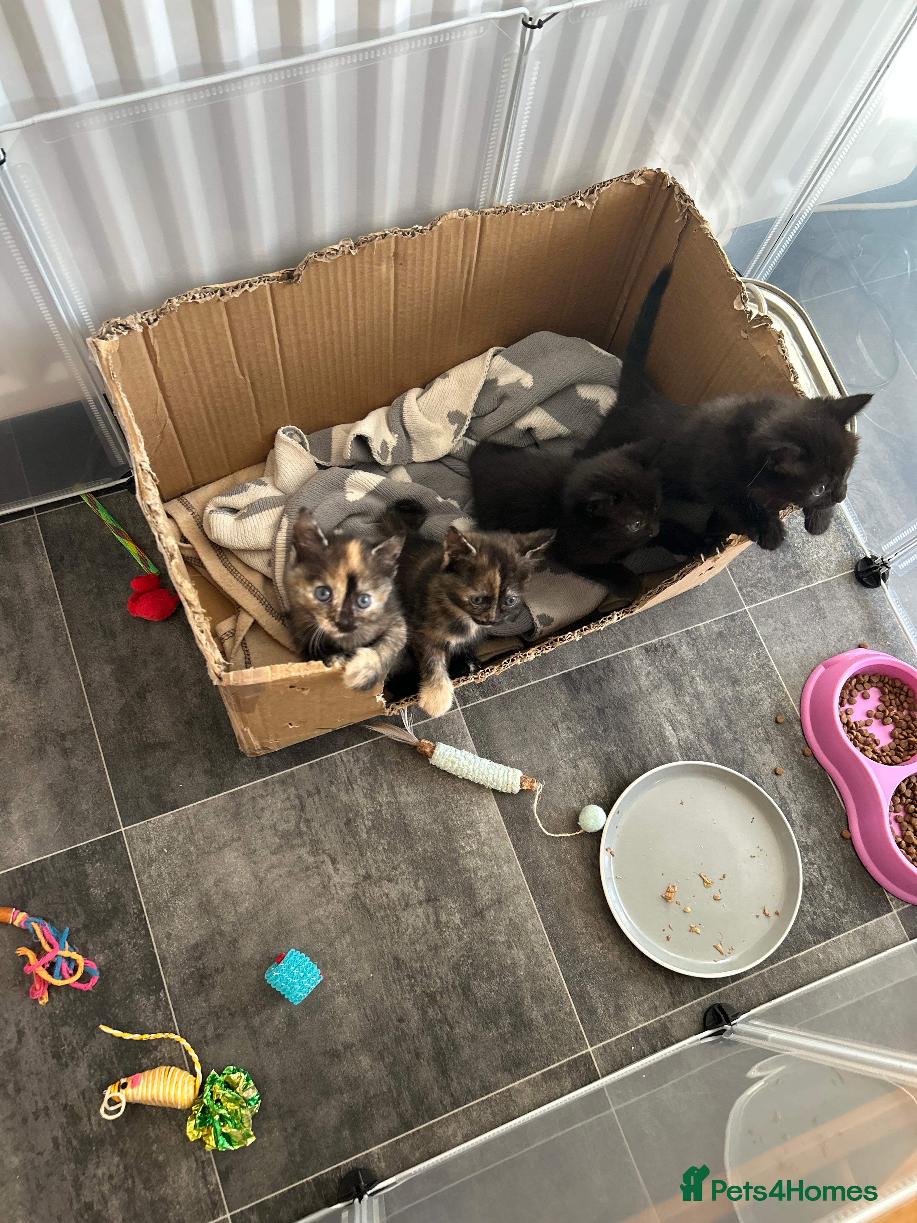 Mixed Breed cats 1 calico girl left (last boy maybe reserved)  - Advert 12