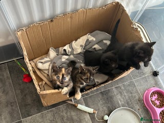 Mixed Breed cats 4 beautiful kittens available - Advert 2