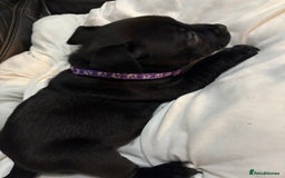 Staffordshire Bull Terrier dogs for sale: Staffy pups  - Image 10