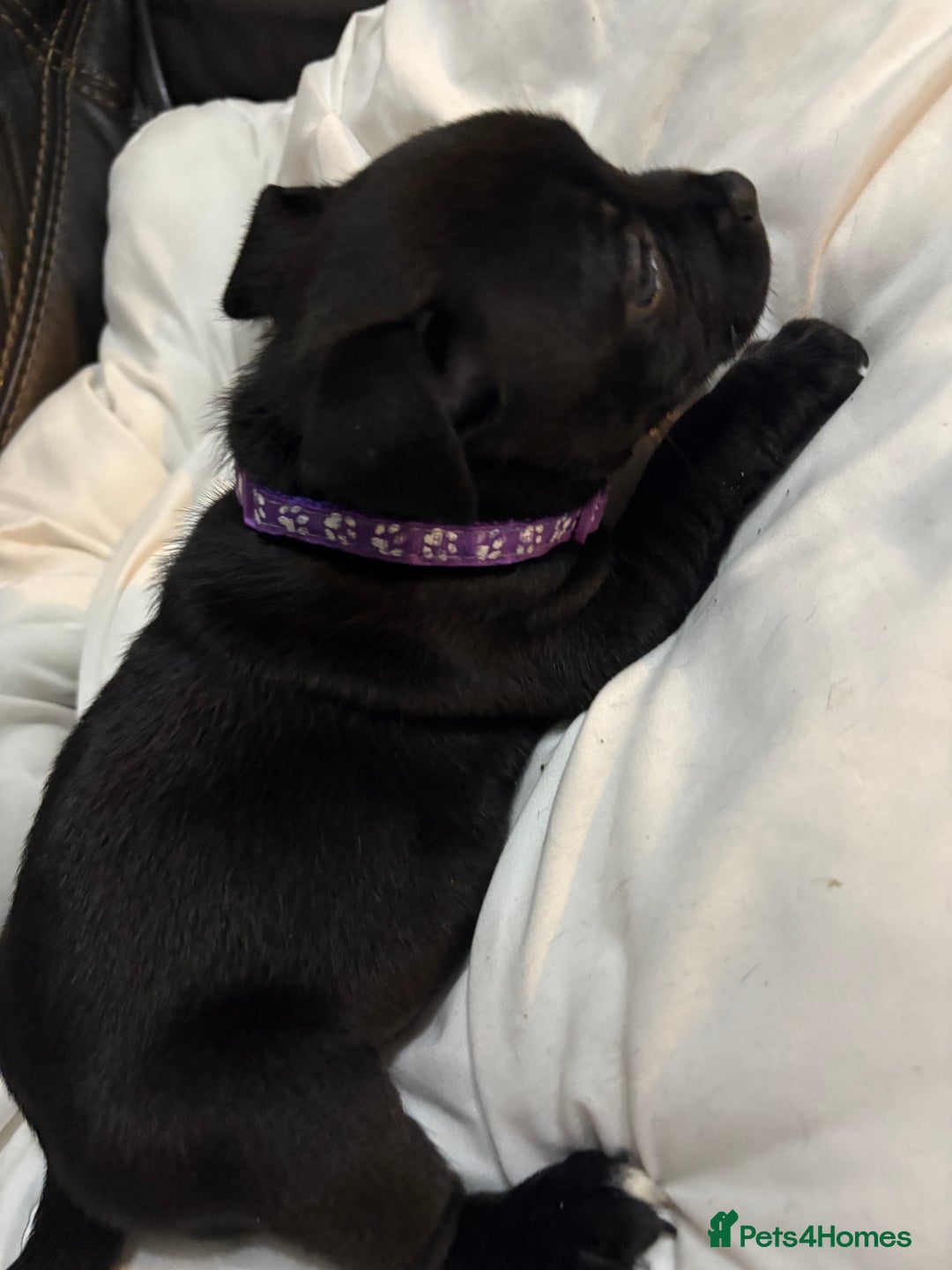 Staffordshire Bull Terrier dogs for sale: Staffy pups  - Image 10
