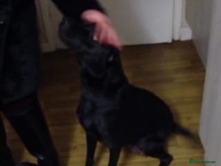 Mixed Breed dogs Lab x staffy girl puppy 2 Months old - Advert 1