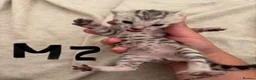 Bengal cats for sale: Bengal Kittens-Beautiful Rosettes – Family Raised - Advert 24