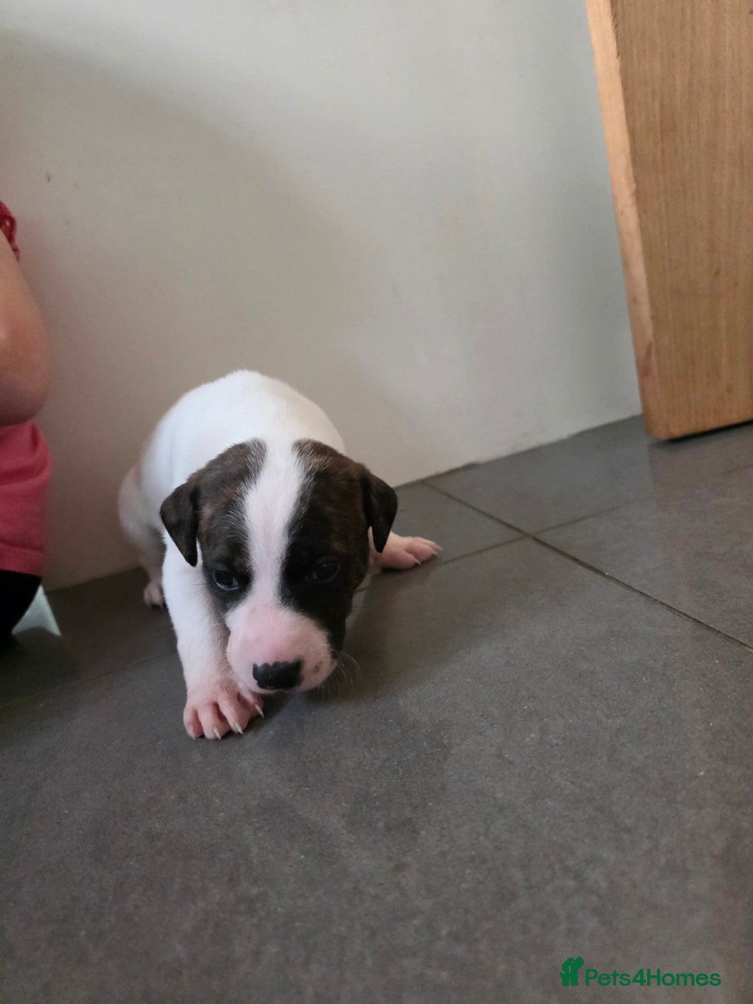 Mixed Breed dogs for sale: Pups ready around the 19th December  - Advert 15