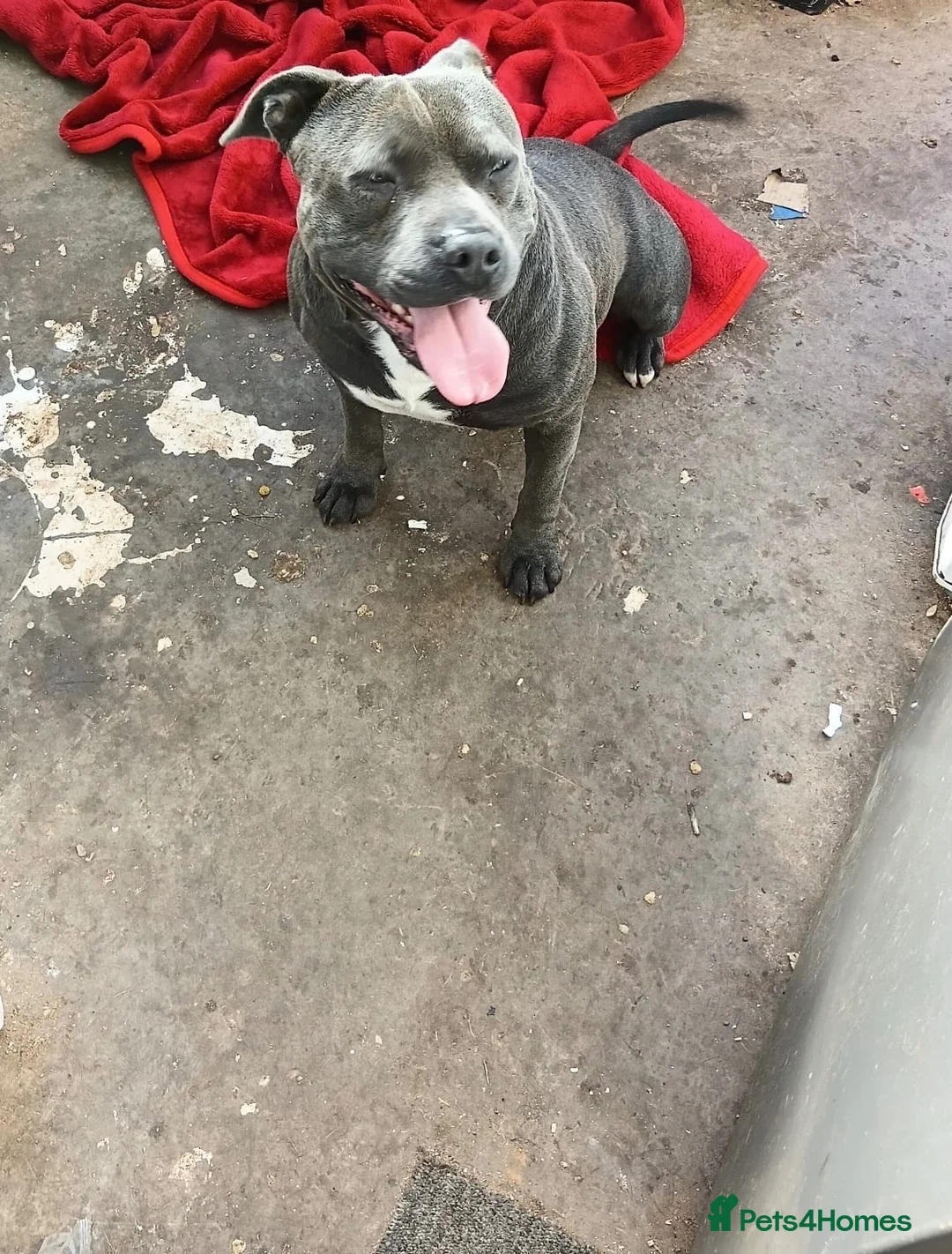 Staffordshire Bull Terrier dogs for sale: 10 beautiful blue staffy puppies  in Hinckley - Advert 6