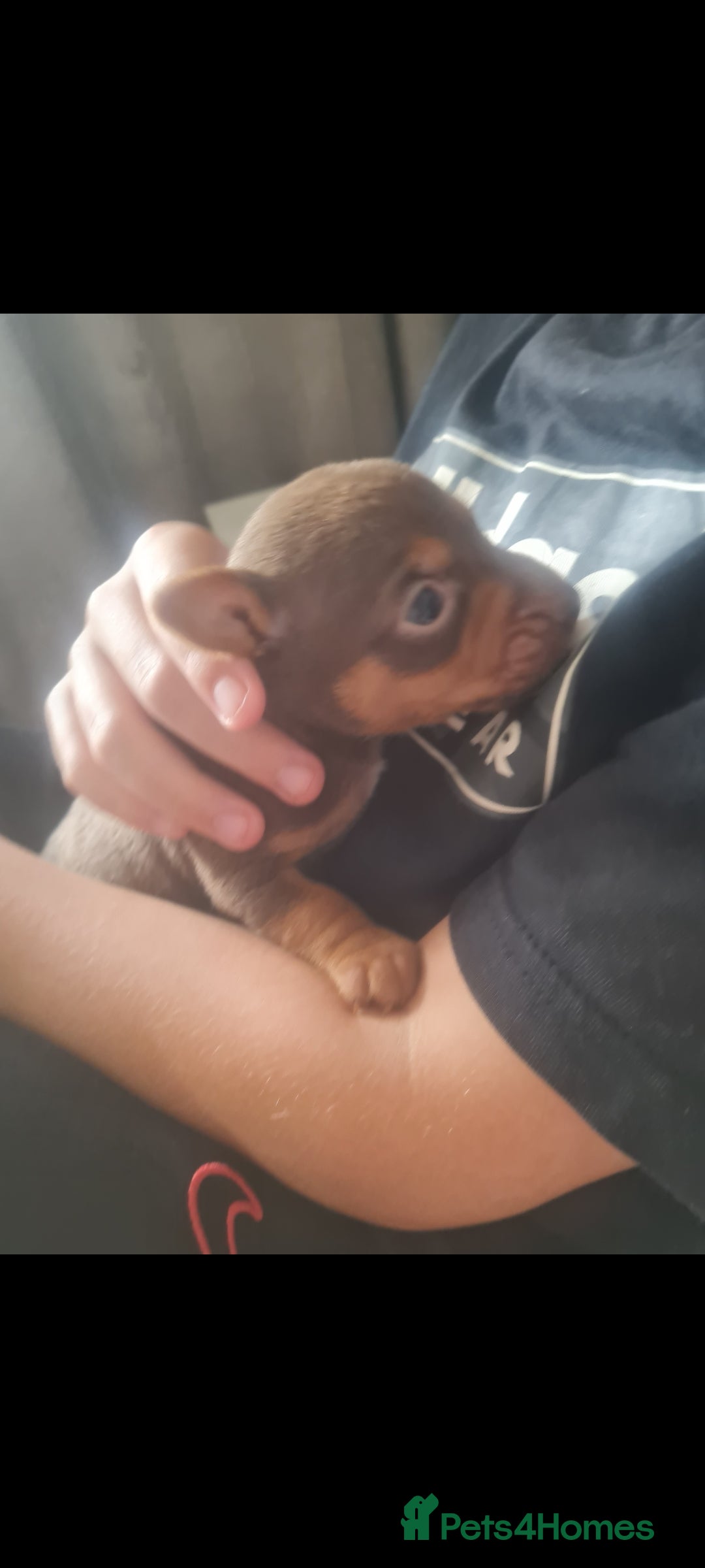 Jack Russell dogs for sale: 9 weeks old Jack Russel puppy's  - Image 5