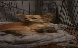 Chihuahua dogs for sale: 3 beautiful chihuahuas  - Image 10
