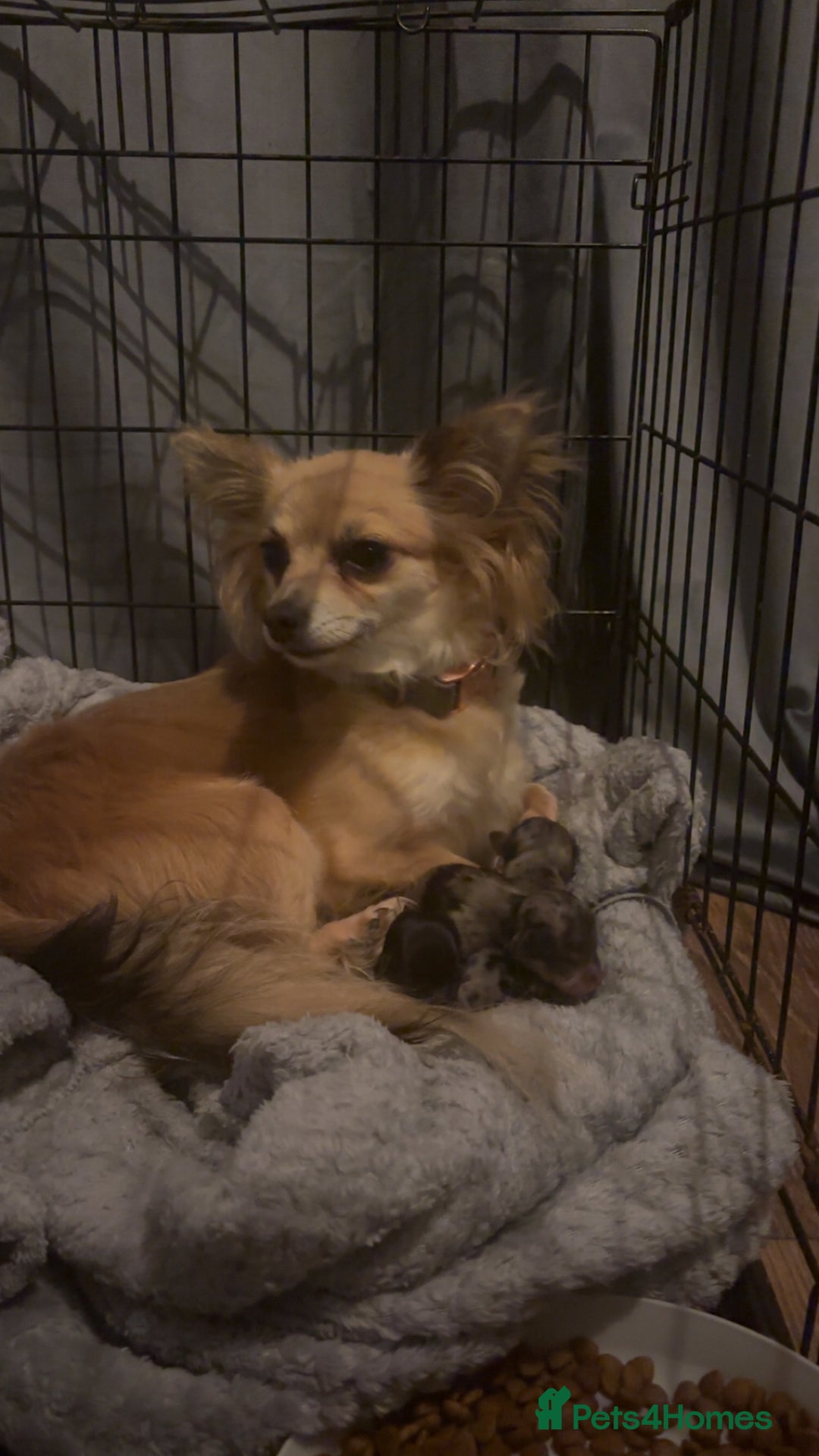 Chihuahua dogs for sale: 3 beautiful chihuahuas  - Image 10