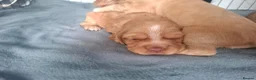 Cocker Spaniel dogs for sale: Cocker spaniel puppies - Advert 9