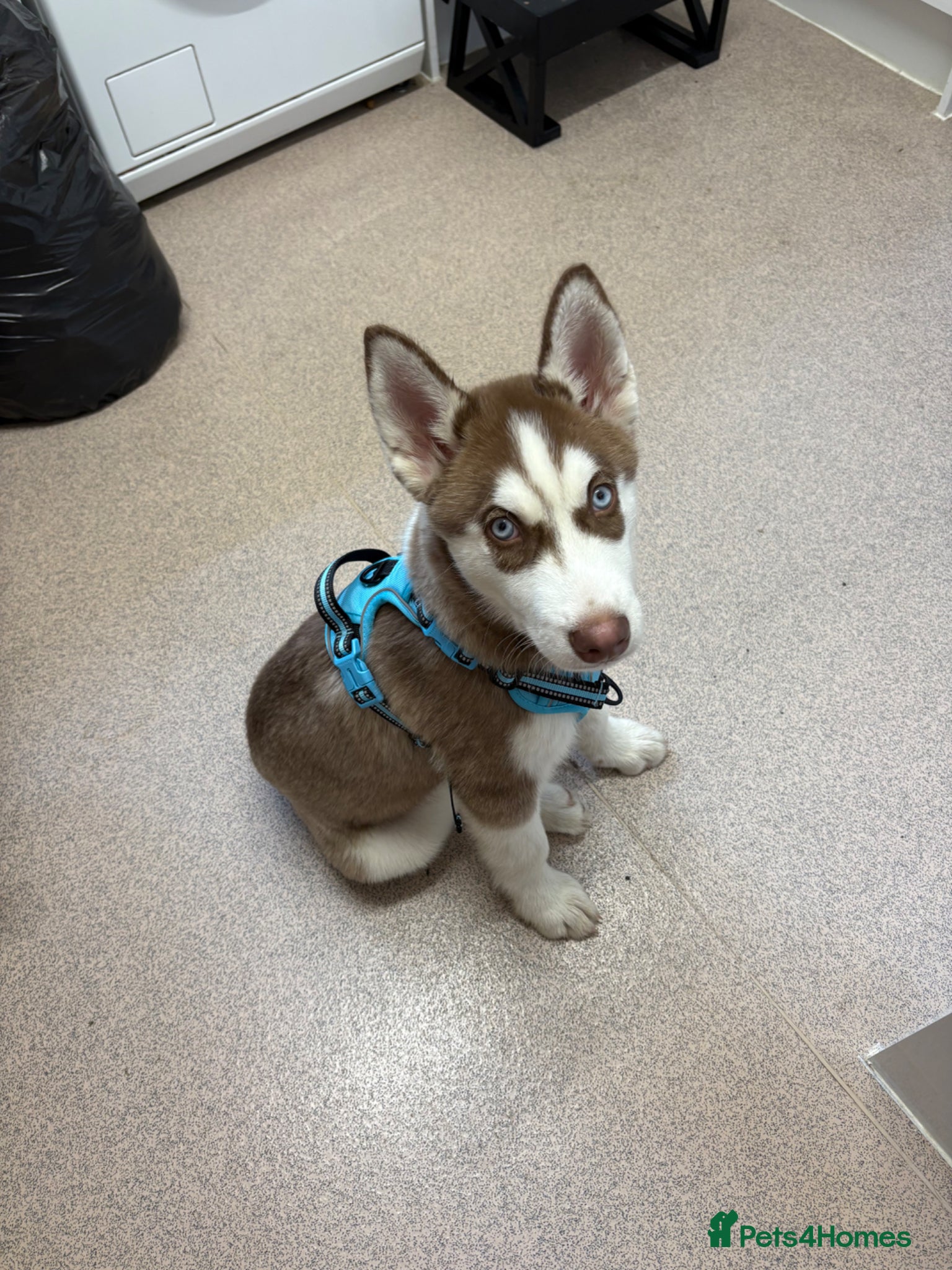 Siberian Husky dogs Buddy the Siberian huskey  - Advert 11