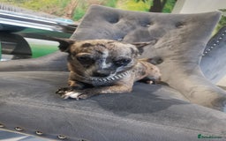 Chihuahua dogs for sale: Adult Female Merle Chihuahua  - Image 4