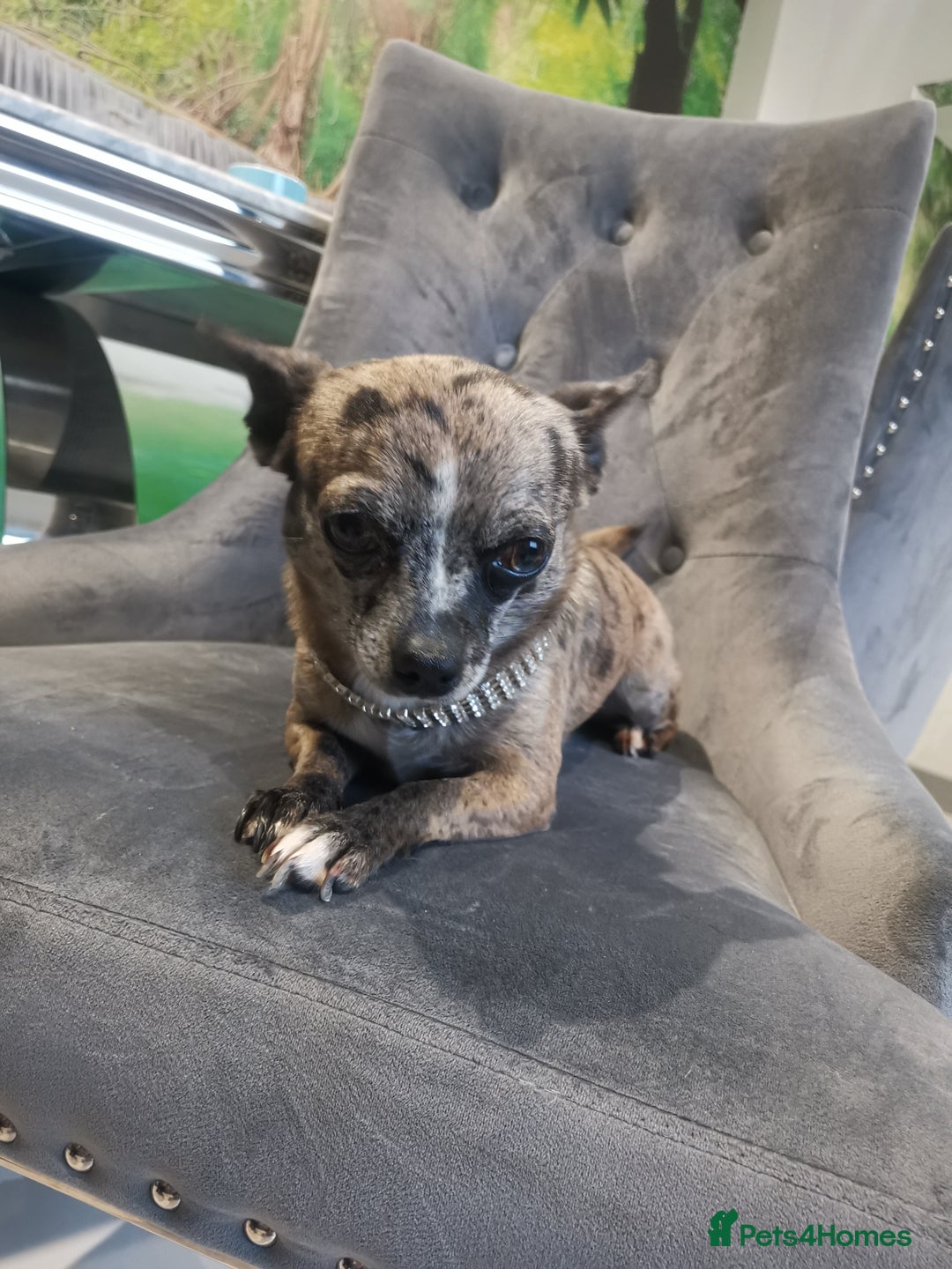 Chihuahua dogs for sale: Adult Female Merle Chihuahua  - Image 4
