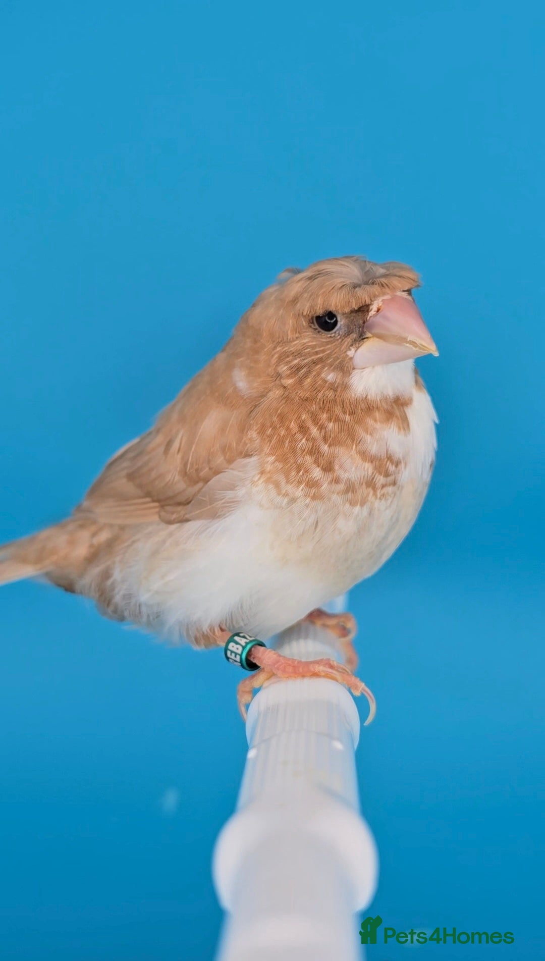 Finches birds for sale: Bengalese finches  - Advert 7