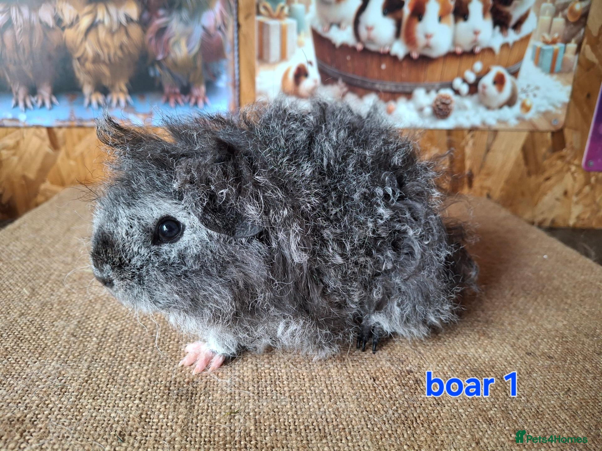 Guinea Pig rodents Lunkarya  - Advert 1