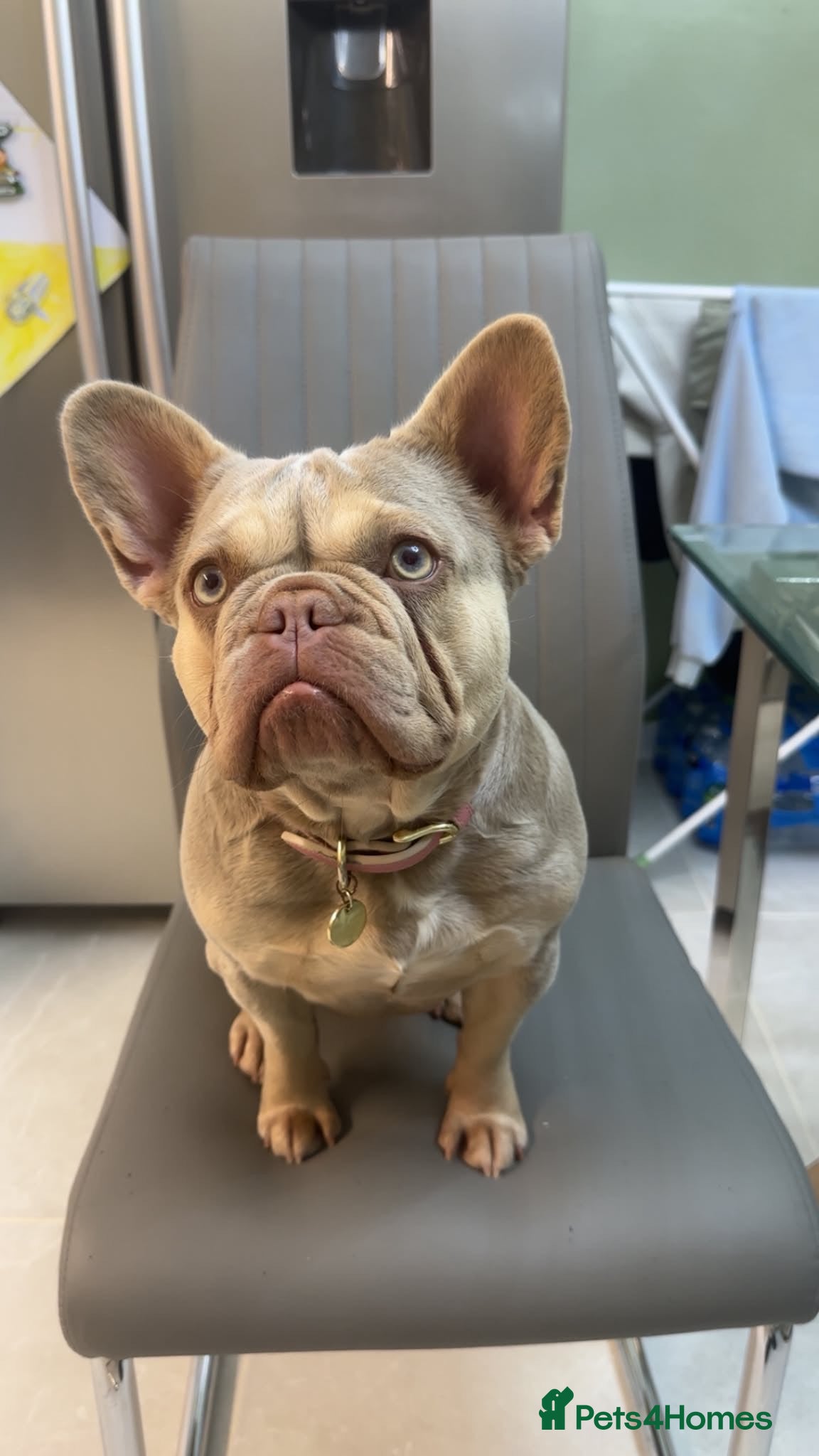 French Bulldog dogs Female French bulldog - 3year old  - Advert 1