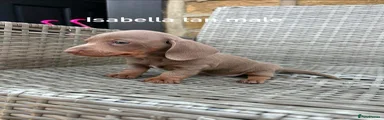 Miniature Dachshund Puppy 3
