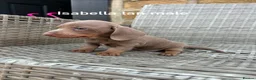Miniature Dachshund dogs for sale: Miniature dachsunds in Bradford - Advert 8