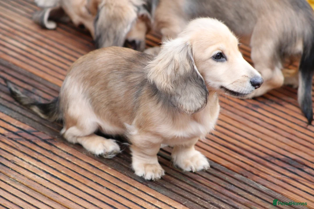 Miniature Dachshund dogs for sale: Cream  Long Hair  - Advert 11