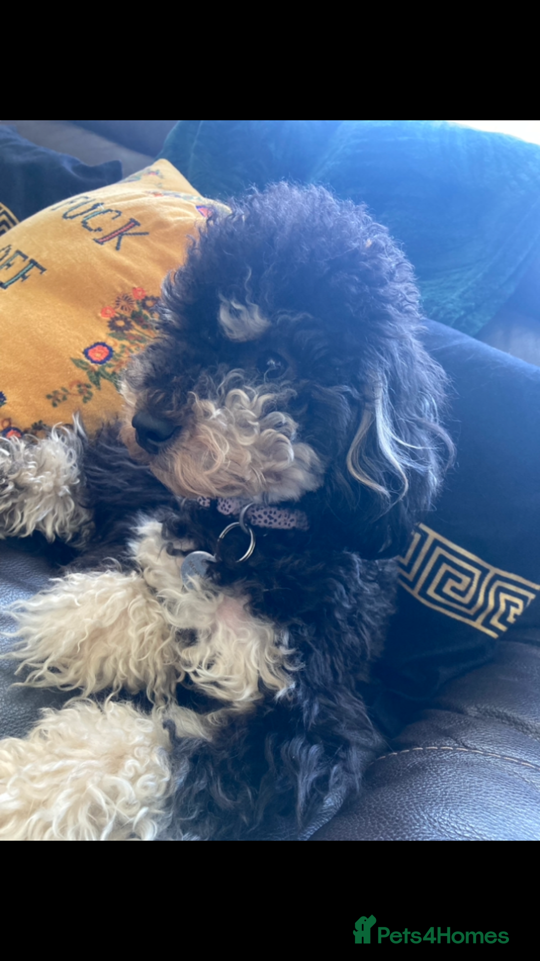 Toy Poodle dogs for sale: KC registered toy poodle puppies - Image 8