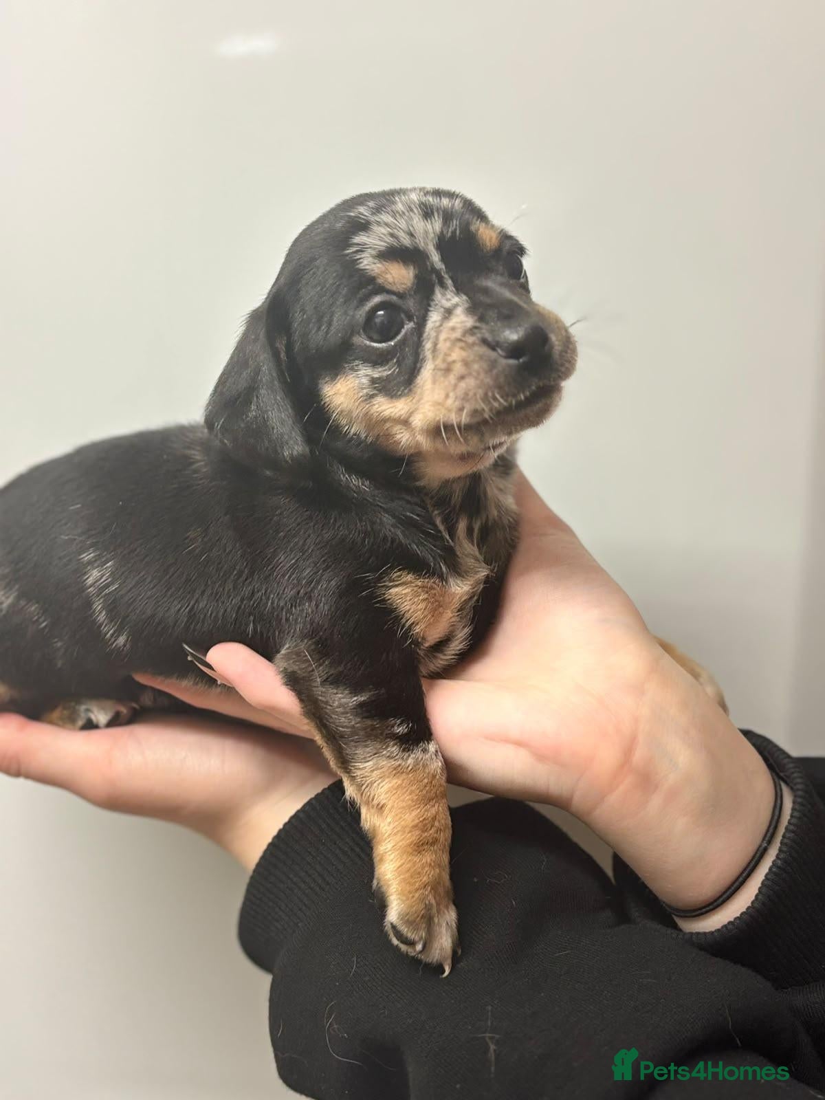Chiweenie dogs 1 girls 2 boy chiweenies for sale 🤩 - Advert 2