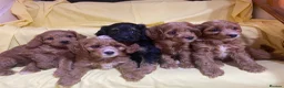Cavapoo dogs for sale: Cavapoos f1 Health tested  - Advert 12