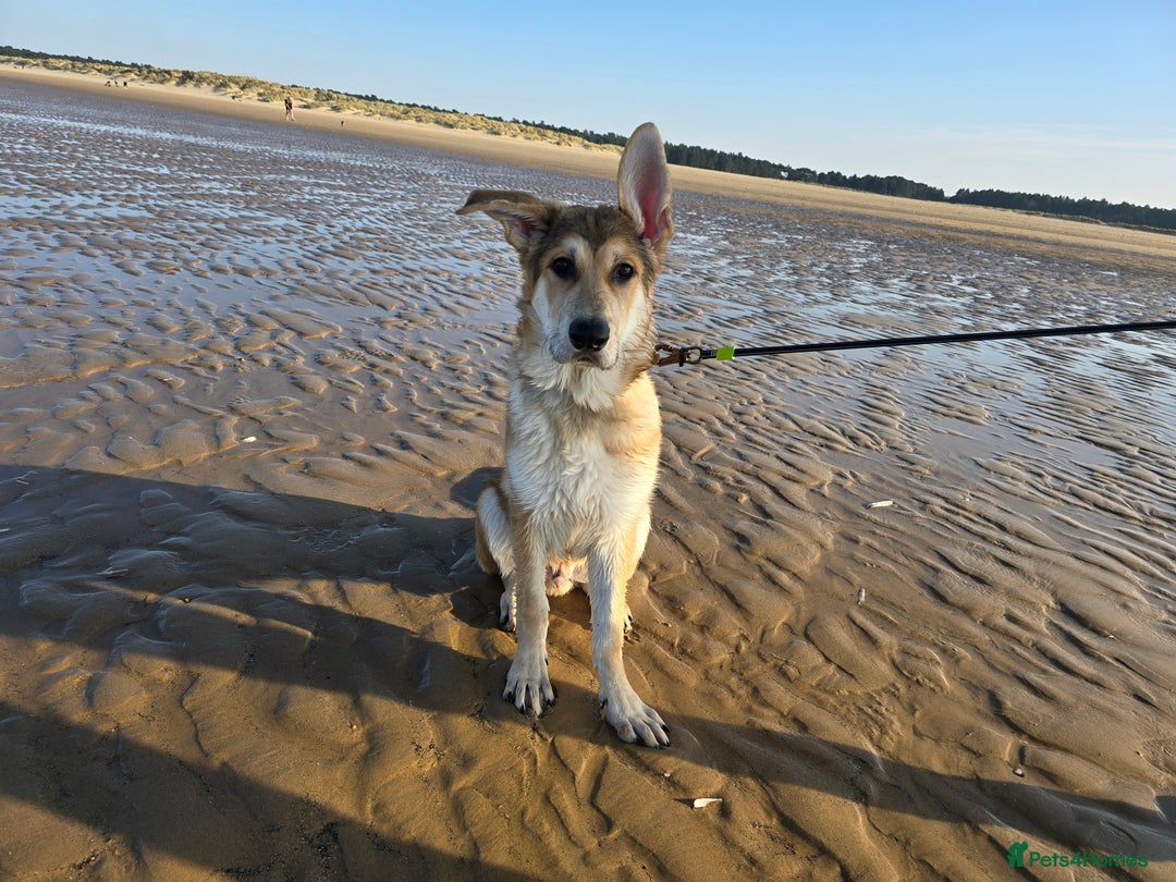German Shepherd dogs for sale: Rehoming  gorgeous boy due to no fault of his own - Image 7