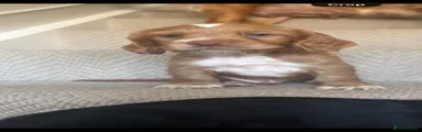 Sprocker 1