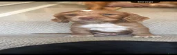 Sprocker dogs for sale: Sprocker puppies  - Advert 7