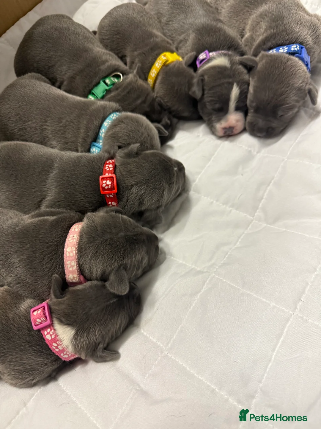 Staffordshire Bull Terrier dogs for sale: 1 female  Blue Staffordshire bull terrier staffy - Advert 7