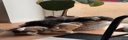 Malshi dogs for sale: 🐾❤️ ADORABLE MALSHI PUPPIES! ❤️🐾 - Advert 16