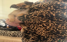 Mixed Breed dogs for sale: Fluffy babies  - Advert 6