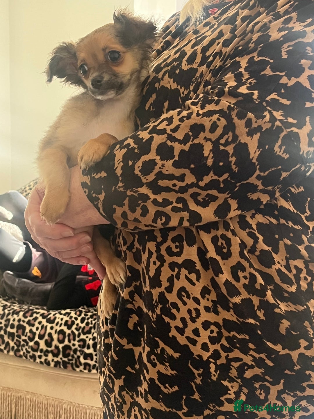 Mixed Breed dogs for sale: Fluffy babies  - Advert 6