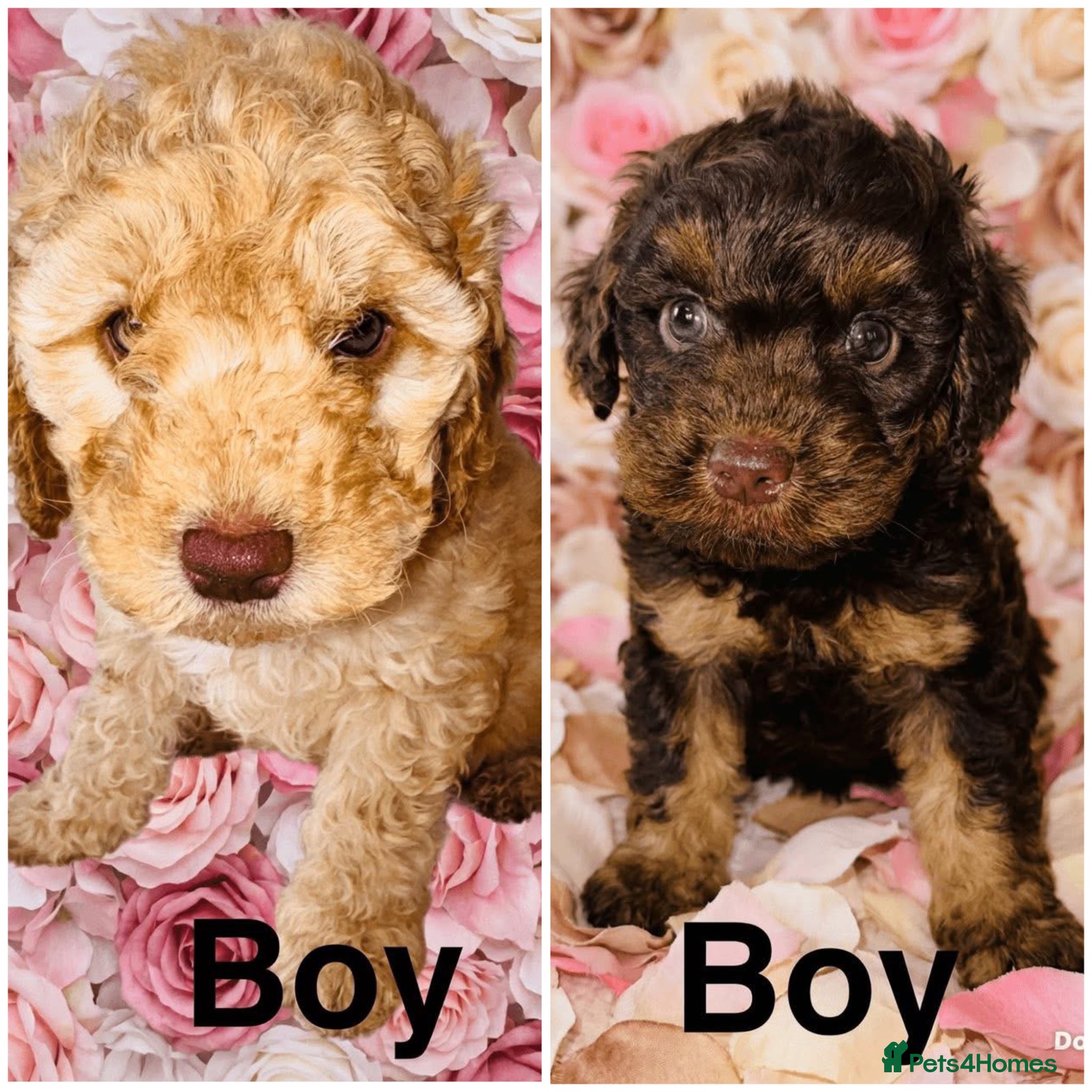 Cockapoo dogs ❤️DNA CLEAR, Last 2 Stunning Cockapoos, Ready Now  - Advert 1