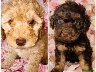 Cockapoo dogs ❤️DNA CLEAR, Last 2 Stunning Cockapoos, Ready Now - Advert 3