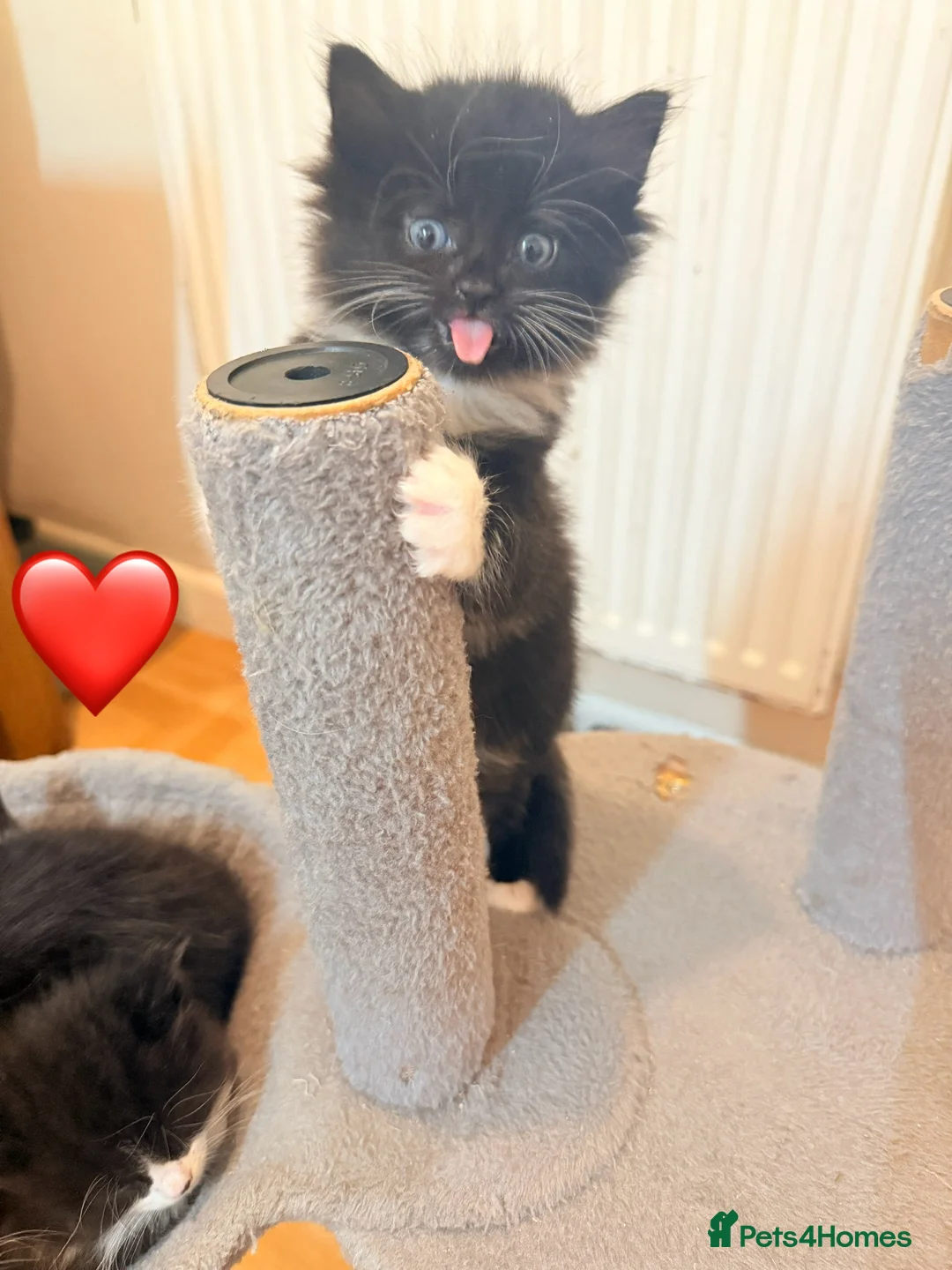 Mixed Breed cats for sale: 4 Beautiful Tuxedo Kittens (3 Long haired) <3 - Advert 3