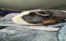 Guinea Pig rodents for sale: 2x Male Guinea Pigs  - Image 3
