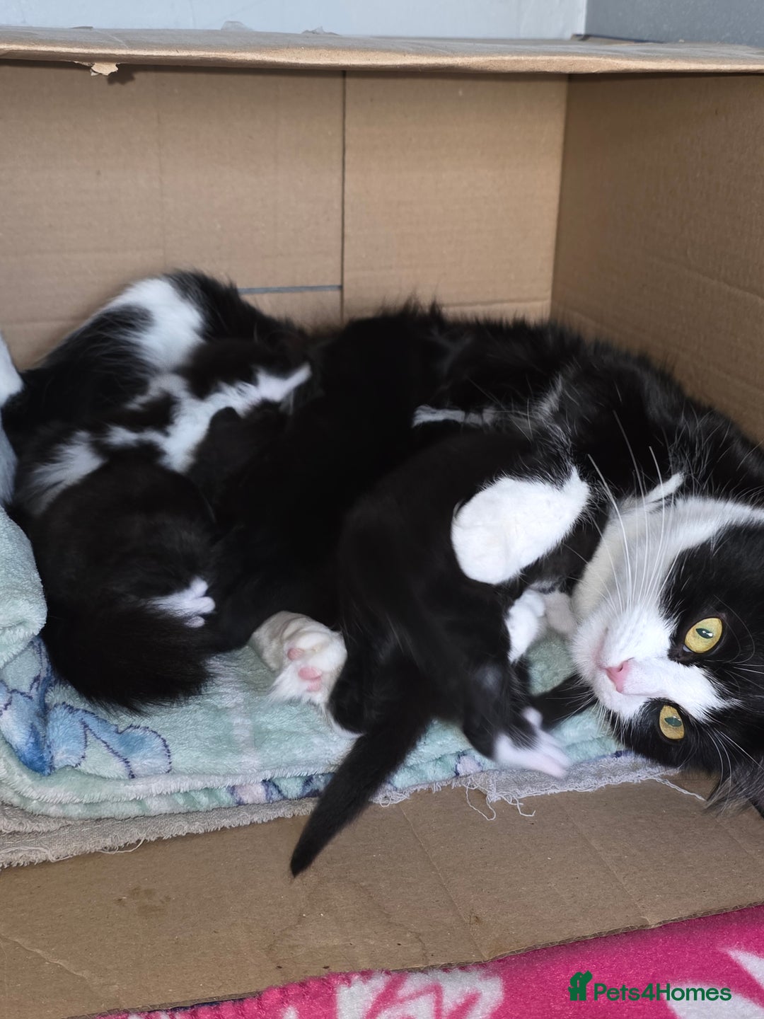 Domestic Shorthair cats for sale: 2 Black and White Males and 1 Black Female - Advert 1