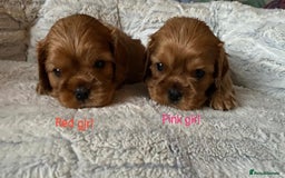 Cavalier King Charles Spaniel dogs for sale: KC health tested cavalier puppies - Image 2