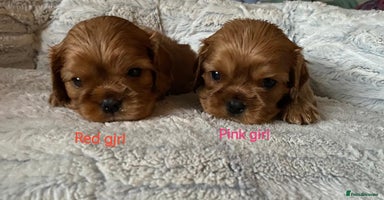 Cavalier King Charles Spaniel dogs - Advert 3